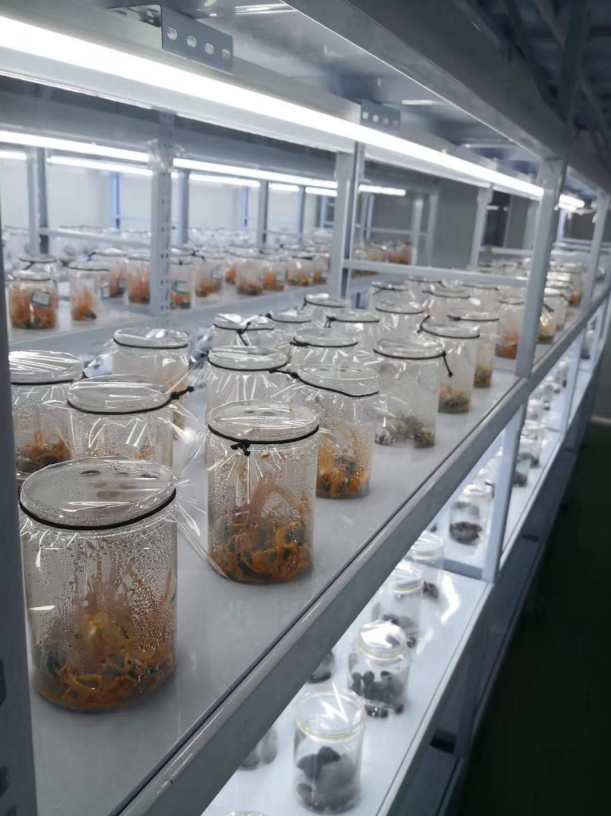 航天标准做老百姓吃得起的虫草 无农药新时代