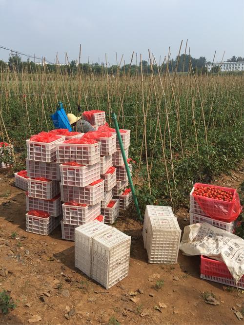 科技赋能农业 泽州县蔬菜办引进无人飞机助力露地蔬菜农药喷洒